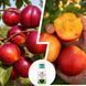 Микс-набор Нектаринов из 2 шт &laquo;Дуэт мечт&raquo; &mdash; сорт Спокуса + Фантазия + Нано Корневин 100мл DOSL-001301 фото 4