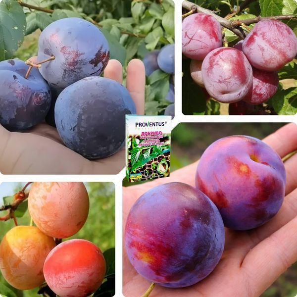Микс Слив из 4 шт &laquo;Максимум&raquo; сорт Ренклод Альтана+ Ренклод Бове+ Ренклод Карбишева+ Ренклод Киевский+ Удобрение-укоренитель 300г DOSL-1525 фото