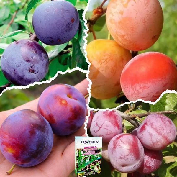 Микс Слив из 4 шт &laquo;Максимум&raquo; сорт Ренклод Альтана+ Ренклод Бове+ Ренклод Карбишева+ Ренклод Киевский+ Удобрение-укоренитель 300г DOSL-1525 фото