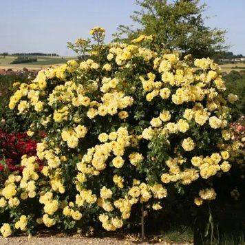 Троянда плетиста "Lucia" DOSL-0849 фото