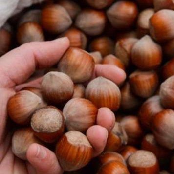 Фундук "Кудрайф" &mdash; середньостиглий, урожайний, із великими горіхами DOSL-001150 фото