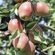 Саджанці Груші Киргизька (пізній строк) DOSL-0318 фото 2
