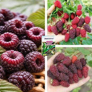 Микс-набор Ежемалины из 3 шт &laquo;Вкус без границ&raquo; &mdash; сорт Медобора + Бойсенберри + Букингем Тайберри + Удобрение-укоренитель 300г DOSL-1580 фото