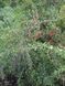 Годжи "Тибетский" DOSL-0271 фото 1