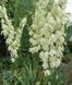 Саженцы "Юки" (2-х летние саженцы) DOSL-0366 фото 1