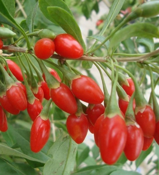 Годжи "Биг Берри" Big Berry (средняя, крупноплодная, ремонтантная) DOSL-0270 фото