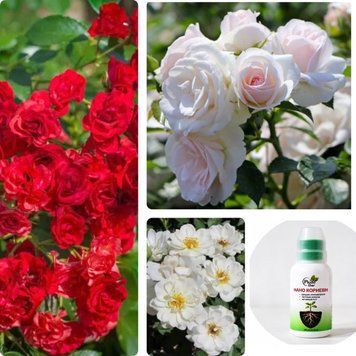Набір троянд для клумби &laquo;Біло-червоний контраст&raquo; &mdash; Aspirin Rose + White Cover + Red Fairy + Нано Корневін 100мл DOSL-001211 фото