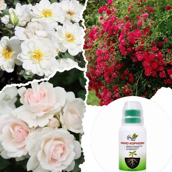 Набір троянд для клумби &laquo;Біло-червоний контраст&raquo; &mdash; Aspirin Rose + White Cover + Red Fairy + Нано Корневін 100мл DOSL-001211 фото