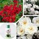 Набір троянд для клумби &laquo;Біло-червоний контраст&raquo; &mdash; Aspirin Rose + White Cover + Red Fairy + Нано Корневін 100мл DOSL-001211 фото 4