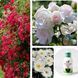 Набір троянд для клумби &laquo;Біло-червоний контраст&raquo; &mdash; Aspirin Rose + White Cover + Red Fairy + Нано Корневін 100мл DOSL-001211 фото 5