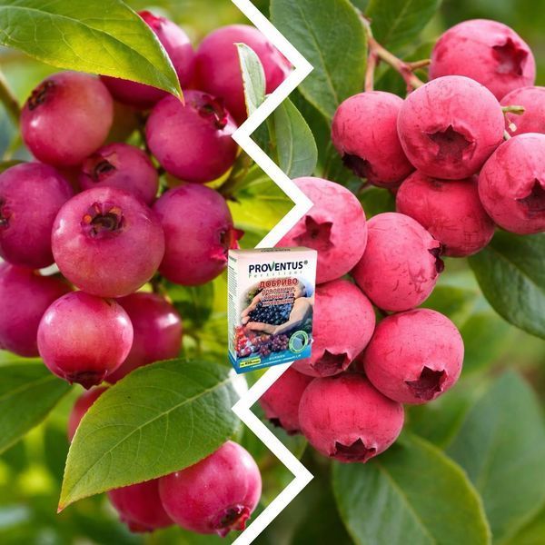 Микс Голубики из 2 шт &laquo;Розовый вкус&raquo; &mdash; сорт Пинк Лимонад + Пинк Блюберри + Удобрение для голубики 300г DOSL-1485 фото