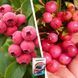 Микс Голубики из 2 шт &laquo;Розовый вкус&raquo; &mdash; сорт Пинк Лимонад + Пинк Блюберри + Удобрение для голубики 300г DOSL-1485 фото 4
