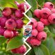Микс Голубики из 2 шт &laquo;Розовый вкус&raquo; &mdash; сорт Пинк Лимонад + Пинк Блюберри + Удобрение для голубики 300г DOSL-1485 фото 3