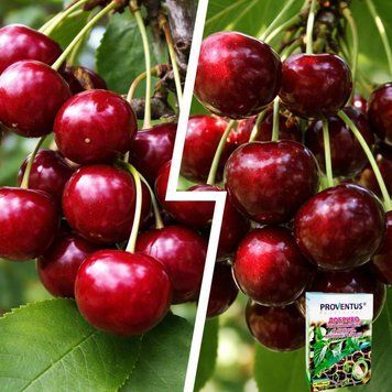Микс Вишни из 2 шт &laquo;Элитная Пара&raquo; &mdash; сорт Эрди Крупноплодная + Крупноплодная Нарядная + Удобрение-укоренитель 300г DOSL-1537 фото