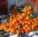 Саджанець Обліпихи "Лейкора" ПАРА (М+Ж) (крупноплідна, ароматна) DOSL-0720 фото 1