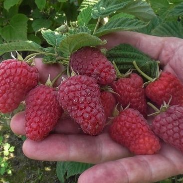 Малинове дерево &laquo;Євразія&raquo; (сорт з раннім терміном дозрівання та великою щільною ягодою) DOSL-1738 фото