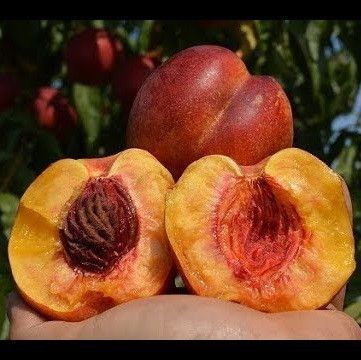 Новинка! Нектарин "Стар Мей" (дає багатий урожай і в півтіні) DOSL-0709 фото