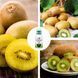 Микс-набор 2-х летнего Киви из 3 шт &laquo;Вкус лета&raquo; &mdash; сорт Соло + Голд + Хейворд + Нано Корневин 100мл DOSL-001267 фото 2