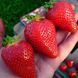 Клубника &laquo;Роксана&raquo; 10шт (высокоурожайный среднепоздний сорт с крупной эффектной ягодой) DOSL-1740 фото 2