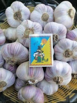 Чеснок посадочный озимый "Любаша" 0,5 кг (высокоурожайный сорт, 1 репродукция) DOSL-001113 фото