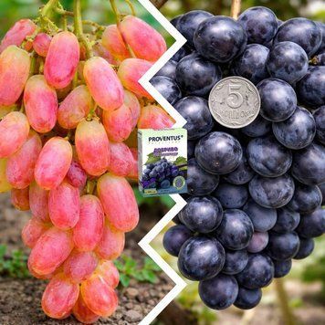 Набор Винограда из 2 шт &laquo;Солнечный вкус&raquo; &mdash; сорт Летний король + Юбилей Новочеркасска + Удобрение для винограда 300г DOSL-1491 фото