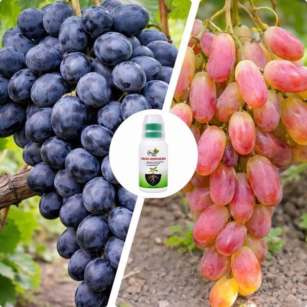 Набор Винограда из 2 шт &laquo;Солнечный вкус&raquo; &mdash; сорт Летний король + Юбилей Новочеркасска + Нано Корневин 100мл DOSL-001293 фото
