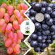 Набор Винограда из 2 шт &laquo;Солнечный вкус&raquo; &mdash; сорт Летний король + Юбилей Новочеркасска + Нано Корневин 100мл DOSL-001293 фото 3