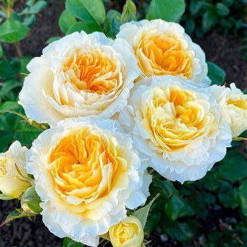 Роза "Беатрис" (Beatrice) английская DOSL-0150 фото