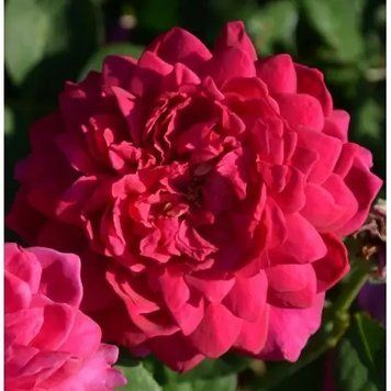 Роза английская "Софи Роуз" (Sophy's Rose) DOSL-0149 фото