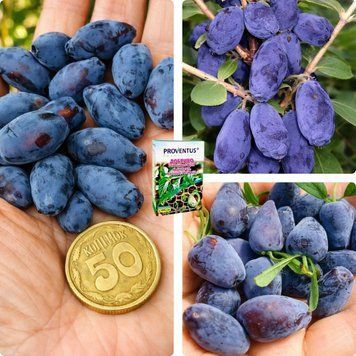 Комплект Жимолости из 3 шт &laquo;Три дара&raquo; &mdash; сорт Блю Треже + Мания Вкуса + Витаминная + Удобрение-укоренитель 300 г DOSL-1493 фото
