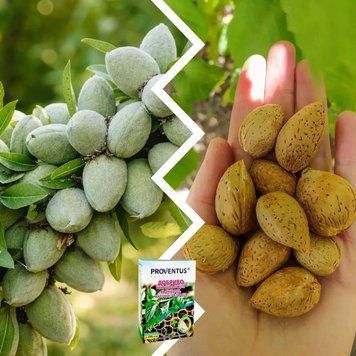 Комплект Миндаля из 2шт &ldquo;Десертная пара&rdquo; - Миндаль Амаретто + Десертный + Удобрение-укоренитель 300 г DOSL-1444 фото