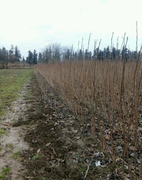 Хурма Самоплідна "Божий Дар" 2-річна Акліматизована DOSL-1123 фото