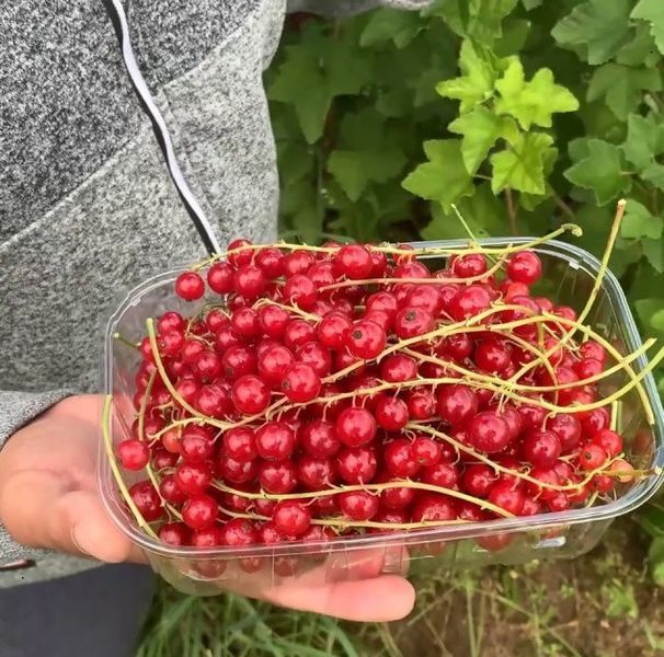 Смородина червона "Йонкер ван Тетс" &mdash; ранньостиглий, великоплідний сорт DOSL-001166 фото