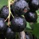 Саженцы черной смородины "Добрыня" 2-х летние (один из самых крупноплодных сортов) DOSL-001167 фото 4