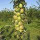 Колоновидная яблоня "Янтарное ожерелье" 2-х летняя (компактный высокоурожайный осенний сорт) DOSL-001169 фото 5