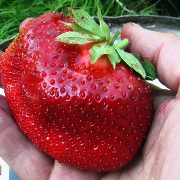 Полуниця &laquo;Палермо&raquo; 10шт (Італійська селекція, середньорання, надзвичайно солодка та транспортабельна) DOSL-1748 фото
