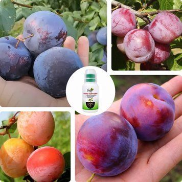 Микс Слив из 4 шт &laquo;Максимум&raquo; сорт Ренклод Альтана+ Ренклод Бове+ Ренклод Карбишева+ Ренклод Киевский+ Нано Корневин 100мл DOSL-001327 фото