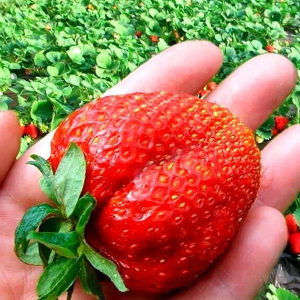 Полуниця &laquo;Пандора&raquo; 10шт (Англійська селекція, надпізня, великоплідна та надзвичайно врожайна) DOSL-1749 фото