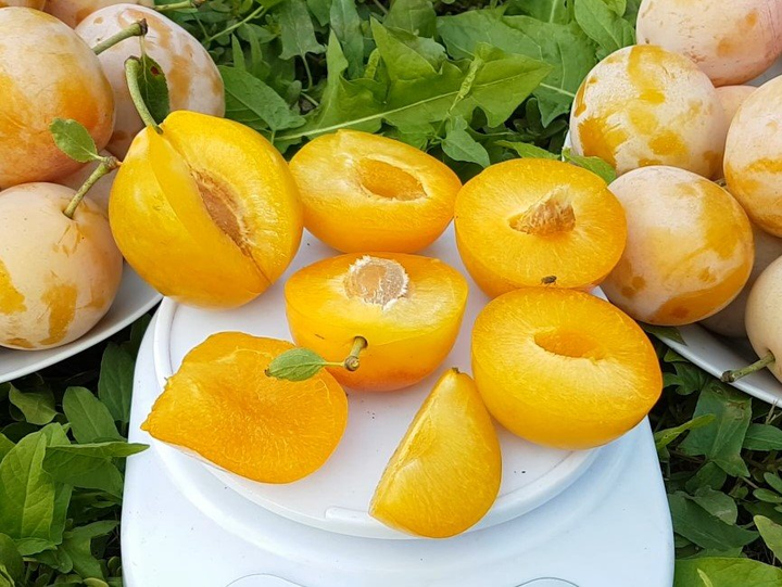 Слива "Любимая Млиева" (с прекрасным вкусом и значительным содержанием сахара) DOSL-1002 фото