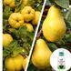Микс-набор Айвы из 2 шт &laquo;Золотой урожай&raquo; &mdash; сорт Мария (яблоковидная) + Императорская (грушевидная) + Нано Корневин 100мл DOSL-001277 фото 1
