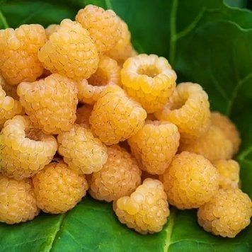 Малина ремонтантна &laquo;Golden Queen&raquo; (королівський десертний сорт) DOSL-1616 фото