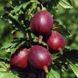 Крыжовник сорт Бархат красный DOSL-0106 фото 2