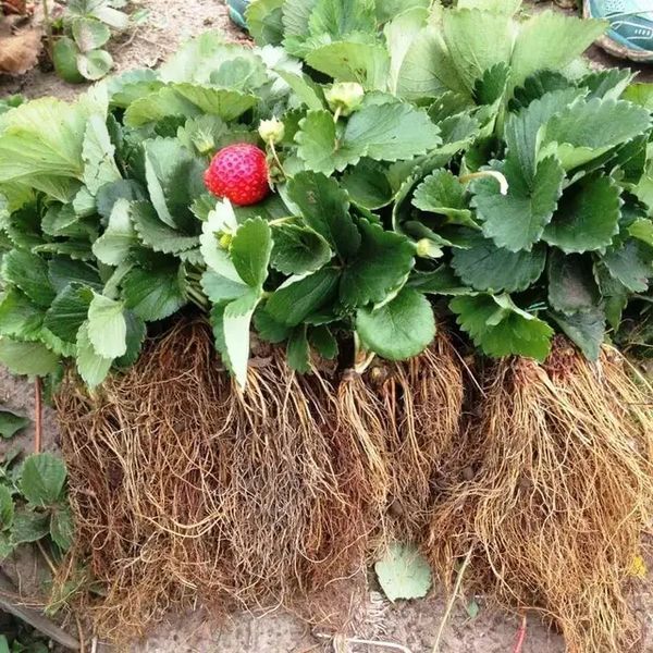 Полуниця &laquo;Гігант Джорнея&raquo; 10шт (Американська селекція, середньорання, рекордно великоплідна та посухостійка) DOSL-1754 фото