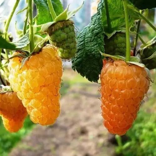 Новинка! Малина "Зюгана Жовта" (сорт має високу стійкість до спеки і посухи) DOSL-0650 фото