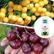 Микс Черешни из 2 шт &laquo;Сладкий Июнь&raquo; &mdash; сорт Медовая Сладость + Бигарро Бурлат + Нано Корневин 100 мл DOSL-001333 фото 3