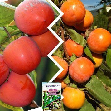 Хурма Микс из 2шт &ldquo;Корона&rdquo; &mdash; сорт Божий Дар + Гигант + Удобрение-укоренитель 300 g DOSL-1456 фото