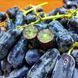 Виноград кишмиш &laquo;Джой&raquo; (высокоморозостойкий бессемянный сорт с высоким иммунитетом) DOSL-1706 фото 6