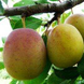 Слива "Ренклод Бове" (имунный сорт, выведенный в Бельгии) DOSL-1000 фото 1