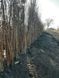 Гибрид черешня+вишня сорт Чудо вишня DOSL-0917 фото 3