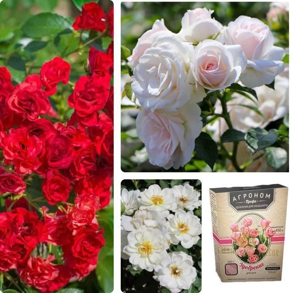 Набір троянд для клумби &laquo;Біло-червоний контраст&raquo; &mdash; Aspirin Rose + White Cover + Red Fairy + добриво для троянд 300 г DOSL-1408 фото